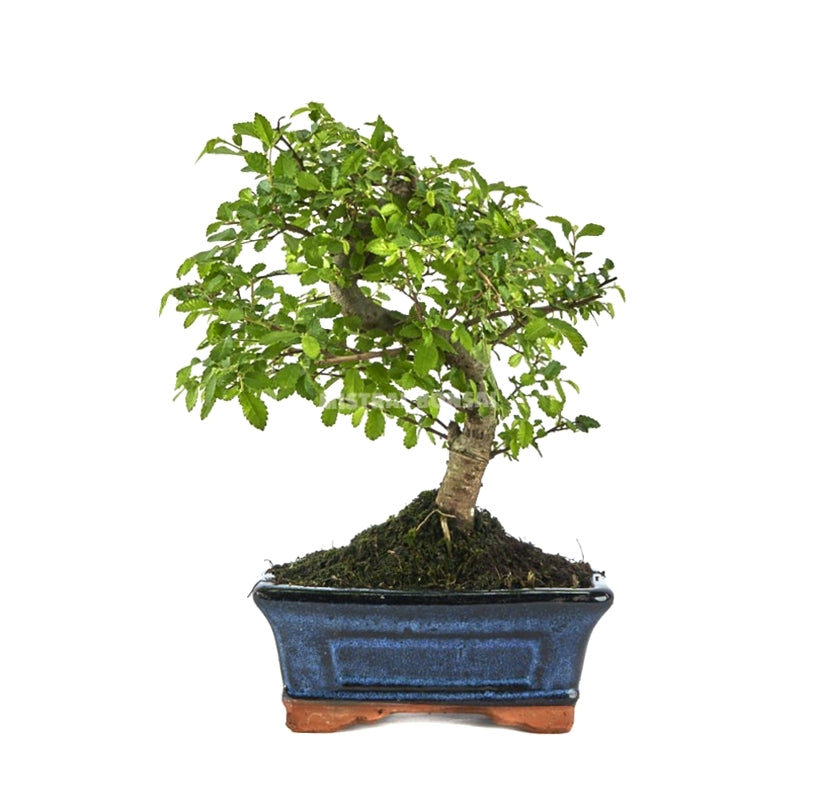 Zelkova - Olmo Chino - 6 Años_0