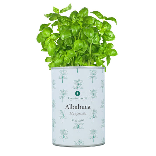 Kit de cultivo aromáticas Albahaca Planeta Huerto