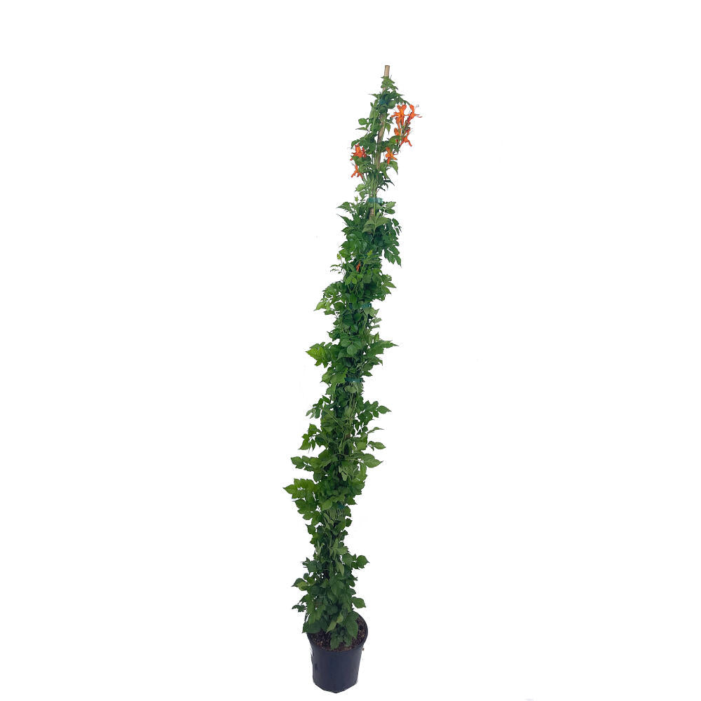 Bignonia Capensis Radicans Naranja M20 170cm_0