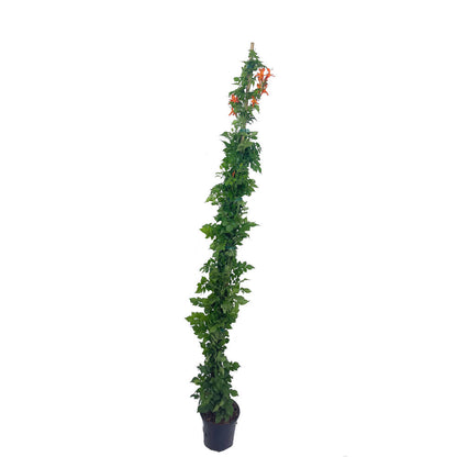 Bignonia Capensis Radicans Naranja M20 170cm_0