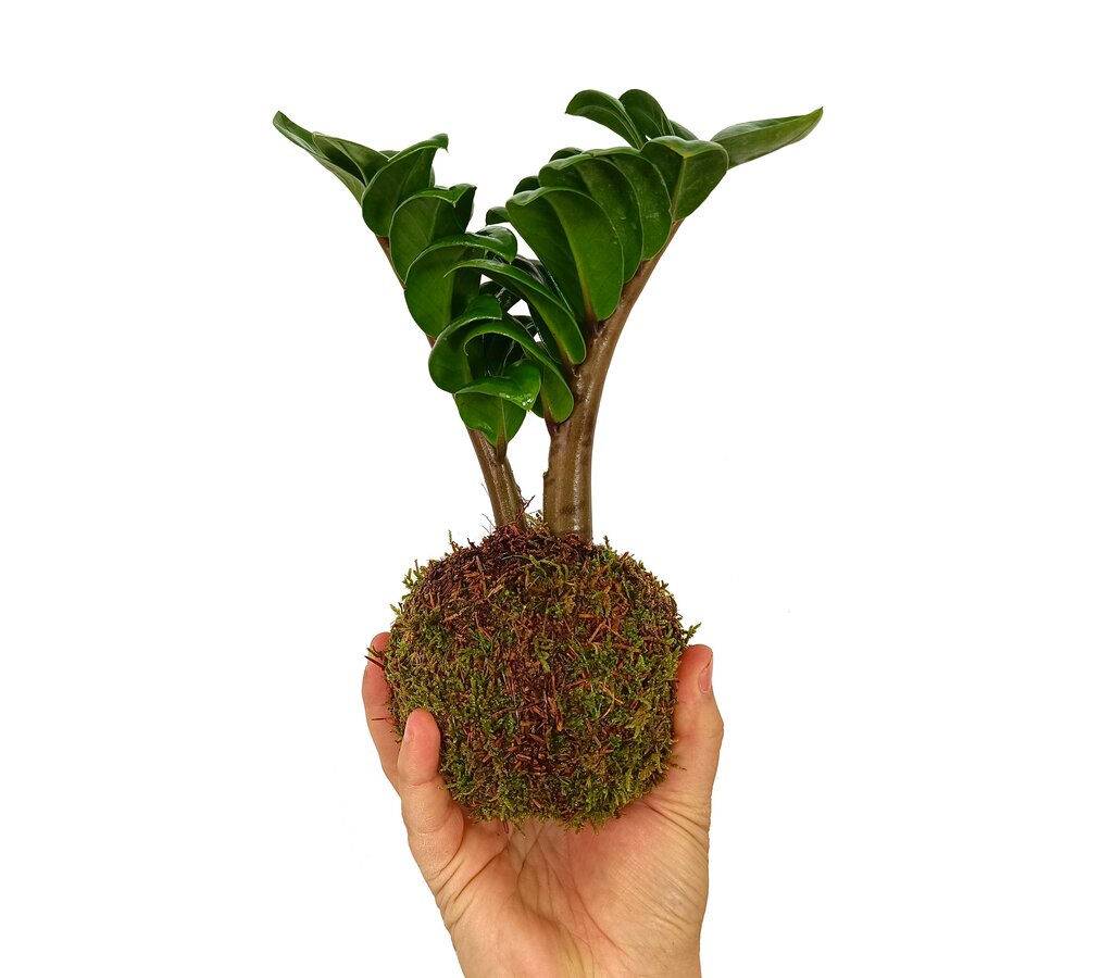 Kokedama Micro Zamioculca