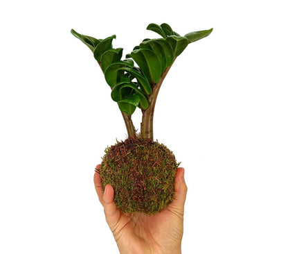 Kokedama Micro Zamioculca