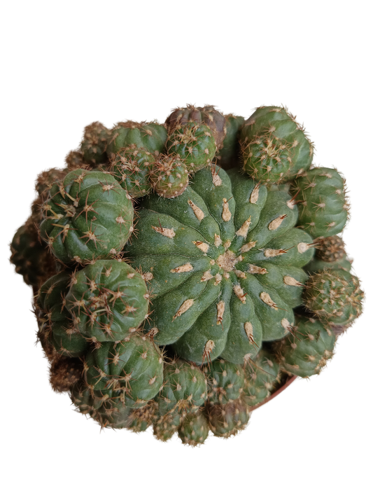 Matucana Polzii Llena De Hijos Planta Suculenta Cactus Ø13_0