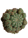 Matucana Polzii Llena De Hijos Planta Suculenta Cactus Ø13