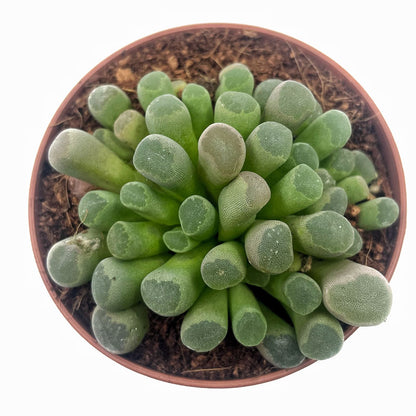 Frithia Pulchra Cactus Y Suculentas
