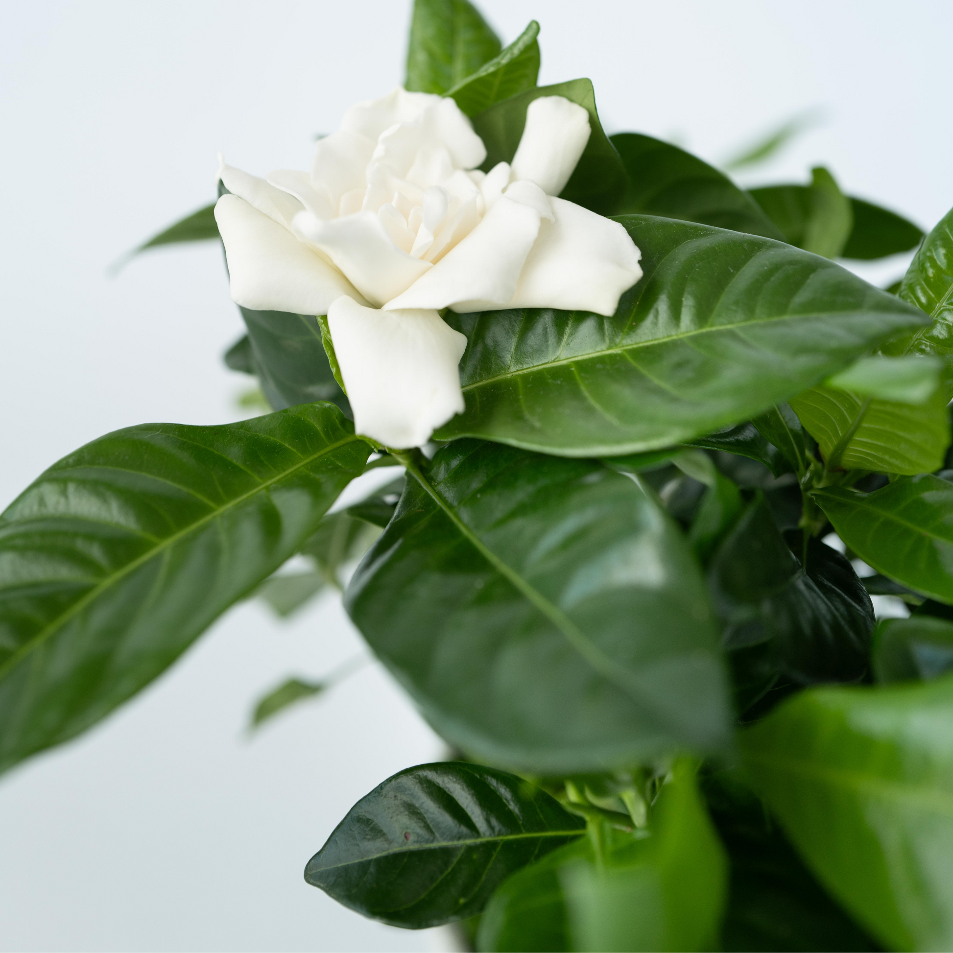 Jazmín De Arabia - 2 Pzs - Gardenia Jasminoides - Altura 20-30cm - ⌀13cm