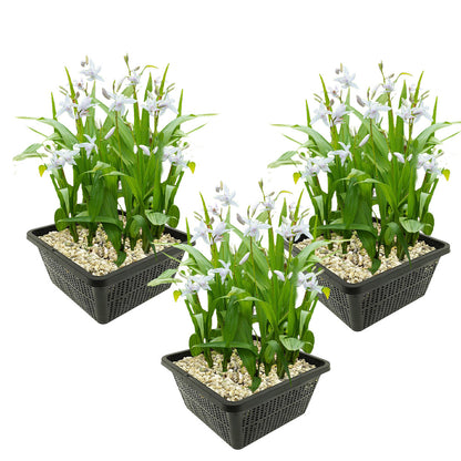 Orquídea De Jardín Blanca - Bletilla Striata Alba - 12 Plantas Y 3 Cestas_0