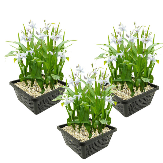 Orquídea De Jardín Blanca - Bletilla Striata Alba - 12 Plantas Y 3 Cestas_0