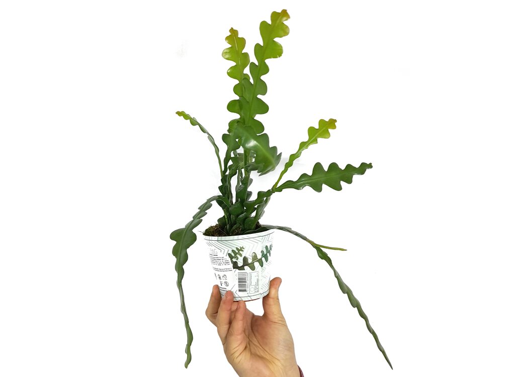Epiphyllum Anguliger M9_0