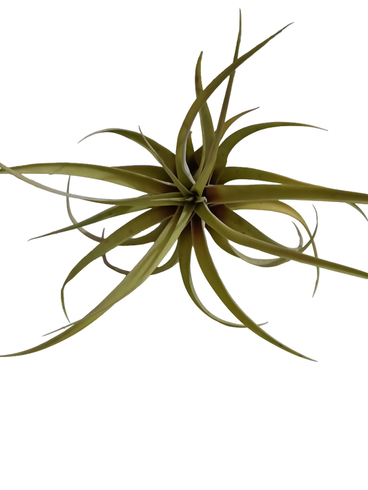 Tillandsia Capitata Peach Melocoton Planta Natural Clavel Del Aire_0