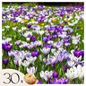 Bulbos De Crocus - 30 Pzs - Crocus 'large Flowering Mix' - Bulbos De Flores