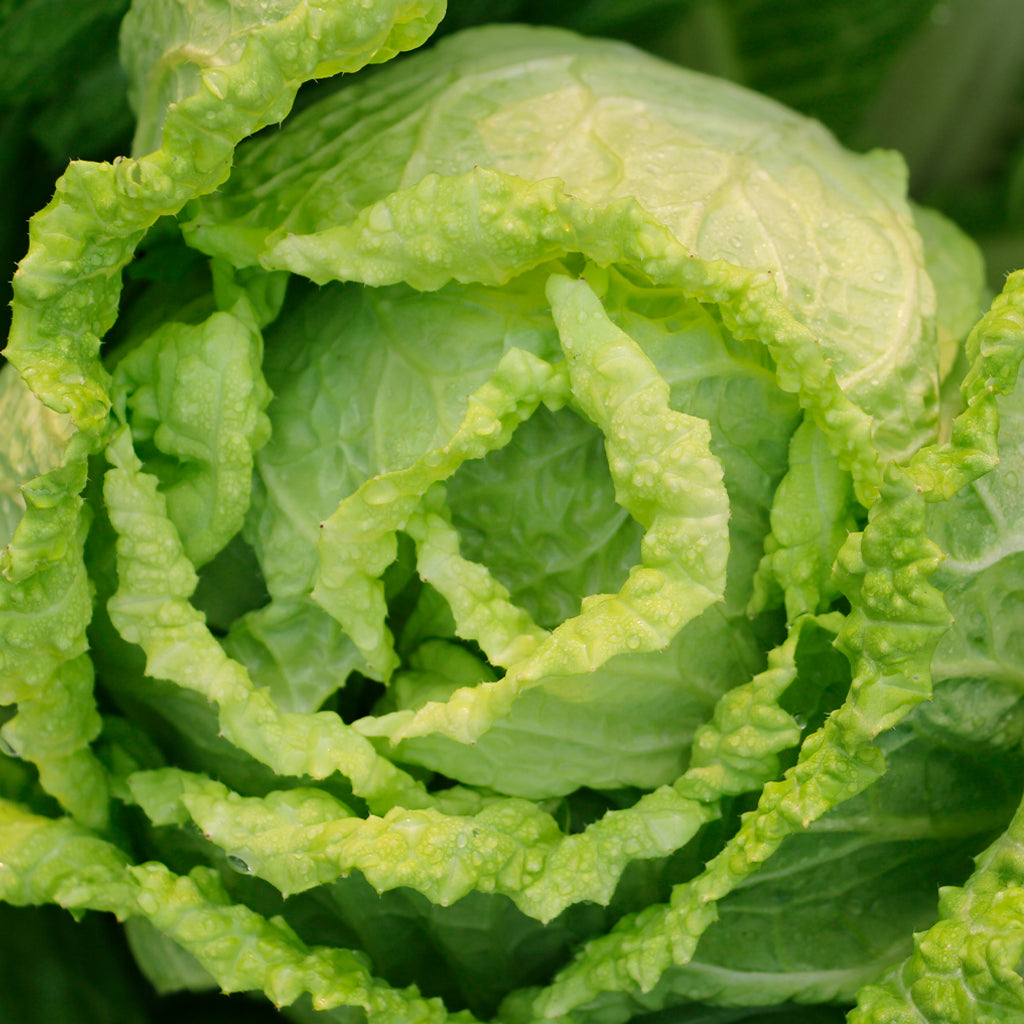 Plantón Col China - Plantabo 10 Unidades_1