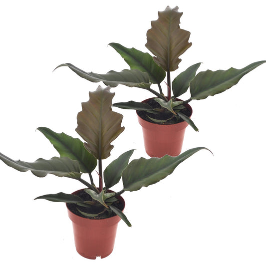 Filodendro - 2 Pzs - Philodendron 'caramel' - Altura 25-35cm - ⌀12cm_0