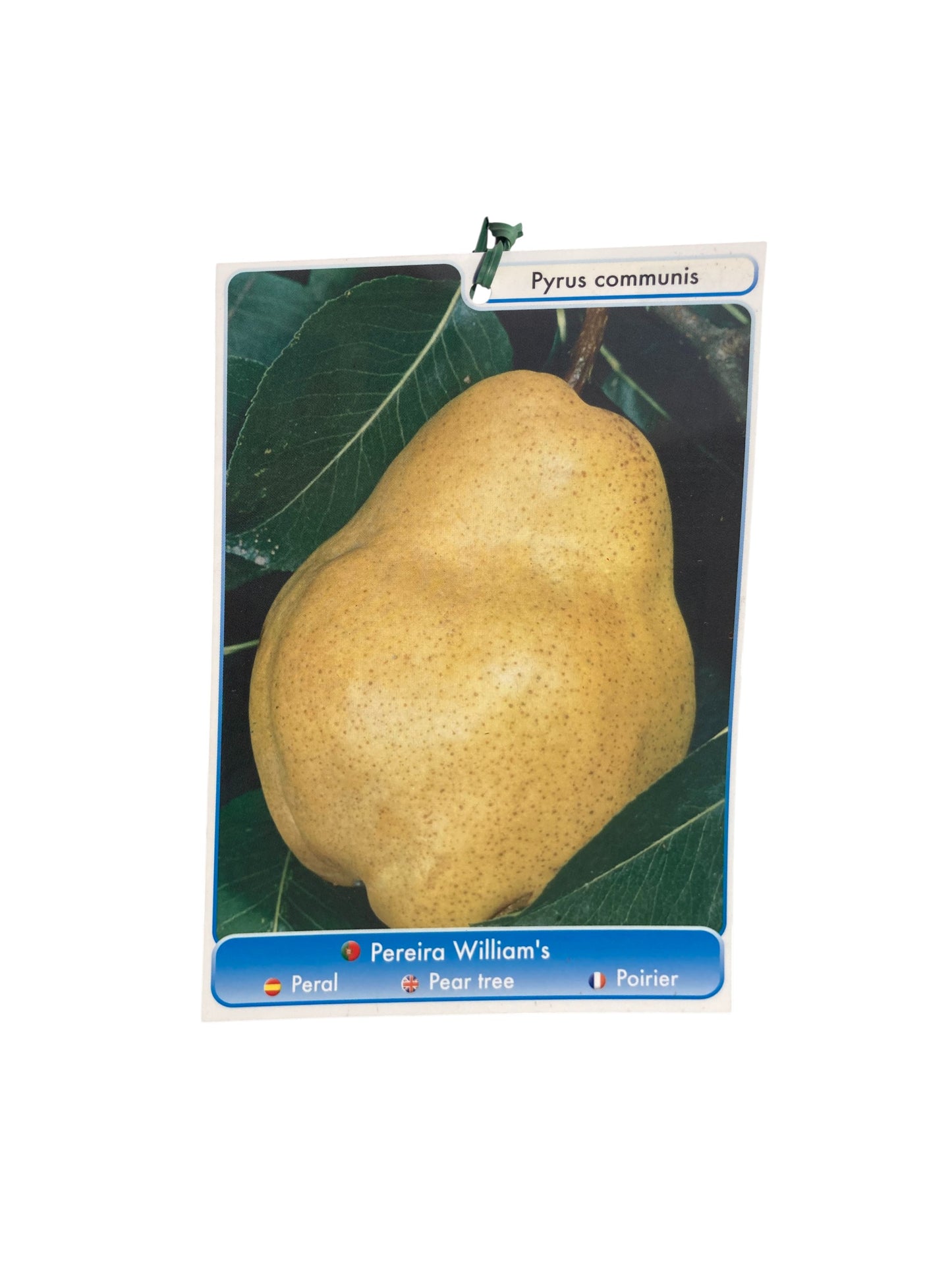 Frutal Peral Moretini Cepellón 140 CM_1