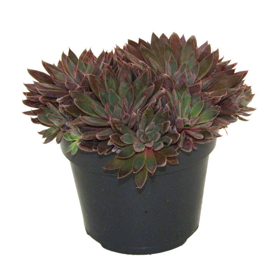 Echeveria Rusbyi Suculenta De Belleza Exótica Para Jardinería Y Decoración_0