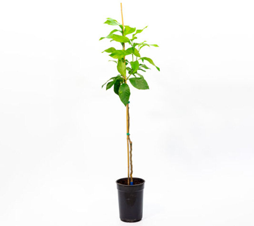 Limonero Eureka O 4 Estaciones - Plantón 1 Metro - Planta Viva_1