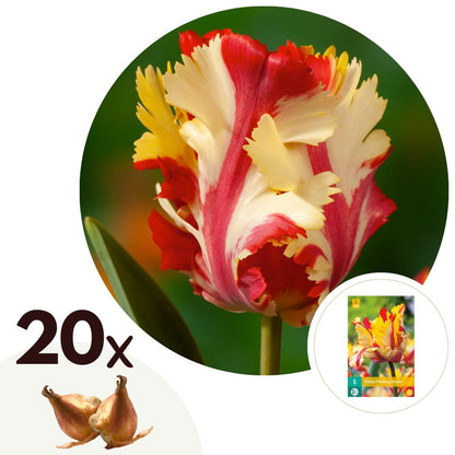 Bulbos De Tulipán - 20 Pzs - Tulipa 'flaming Parrot' - Bulbos De Flores_0