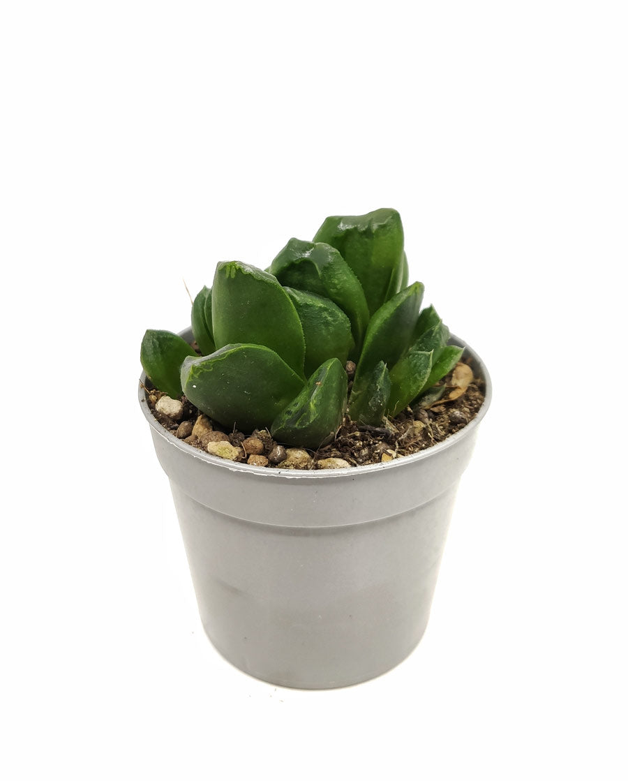 Haworthia Truncata Maughanii Cactus Y Suculentas M8,5 Cm Ø_0