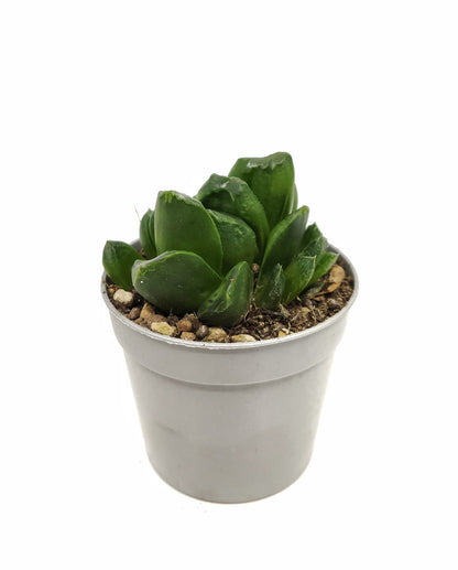 Haworthia Truncata Maughanii Cactus Y Suculentas M8,5 Cm Ø_0