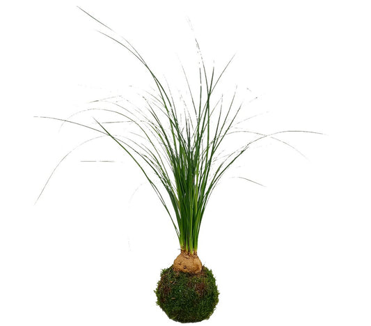 Kokedama Beaucarnea Bulbo_0