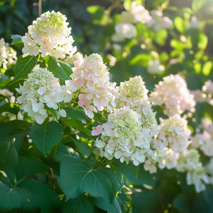 Hortensia - 3 Pzs - Hydrangea Paniculata 'phantom' - Altura 25-40cm - ⌀9cm_1