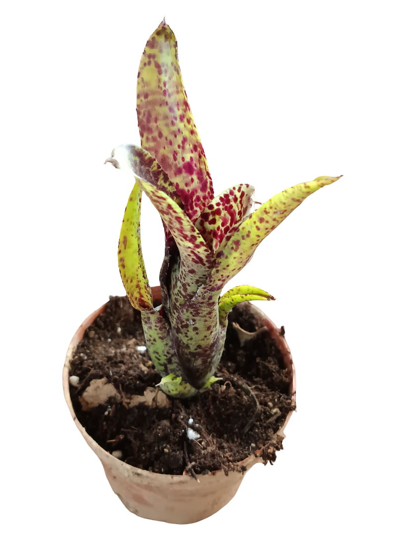 Neoregelia Ounce Of Purple Planta Bromelia Para Terrarios E Inteior