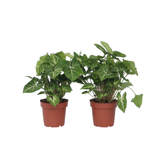 Planta Cabeza De Flecha - 2 Pzs - Syngonium 'pixie' - Altura 25-40cm - ⌀12cm_0