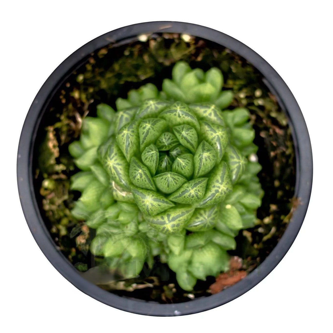Haworthia Cymbiformis Var. Obtusa; Planta Suculenta Compacta; Curiosarium; Maceta 10,5 Cm_0