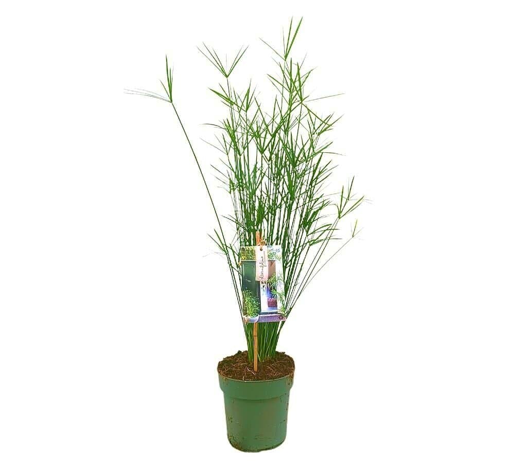 Cyperus Alternifolia M19 80-100cm_0