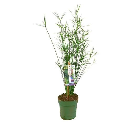 Cyperus Alternifolia M19 80-100cm_0