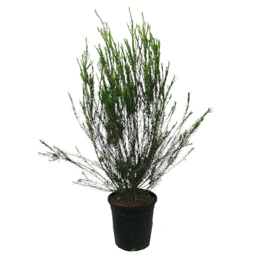 Melaleuca Linariifolia M25 80-100cm (nieve En Verano)