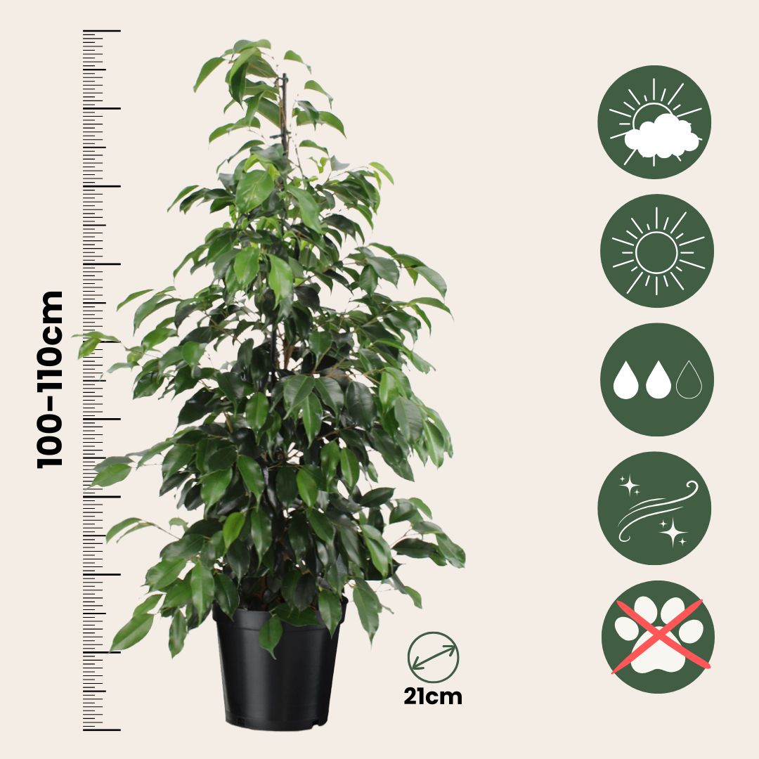 Higuera Llorona - Ficus Benjamina 'danielle' - Altura 100-110cm - ⌀21cm_2