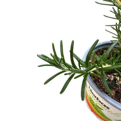 Romero Rastrero Planta Ornamental Para Jardines Y Macetas (rosmarinus Officinalis Prostratus)