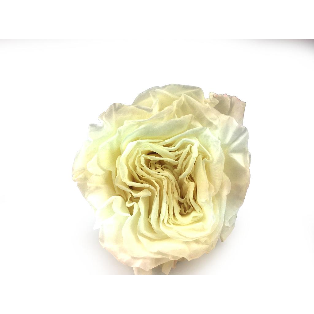 Mundo Eterno Rosa Preservada Romantic Blanca 55cm_0