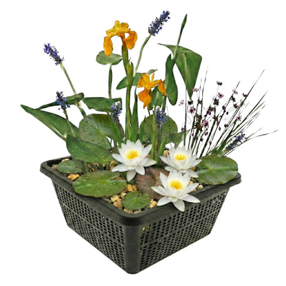 Mini Plantas Estanque Set Blanco - 4 Plantas Cesta Sustrato Abono_0