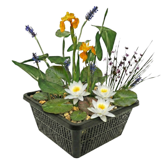 Mini Plantas Estanque Set Blanco - 4 Plantas Cesta Sustrato Abono_0