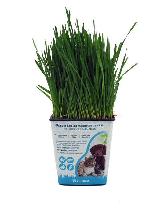 Petgrass. Hierba Para Gatos Natrural En Maceta 1 Litro