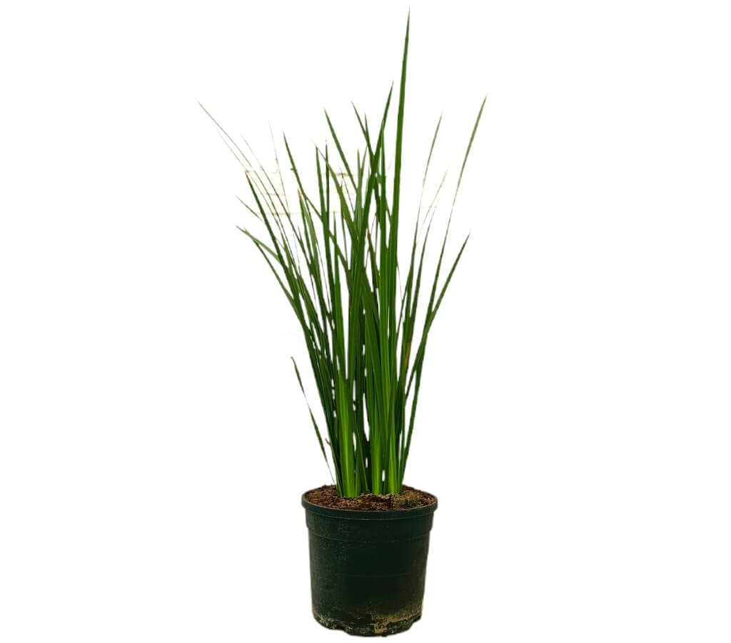 Dietes Grandiflora M19  60-70cm