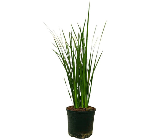 Dietes Grandiflora M19  60-70cm