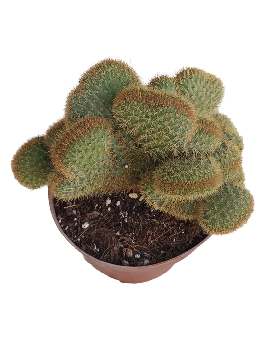 Hildewintera Aureispina Cactus De Sol Ø13 Cm_0