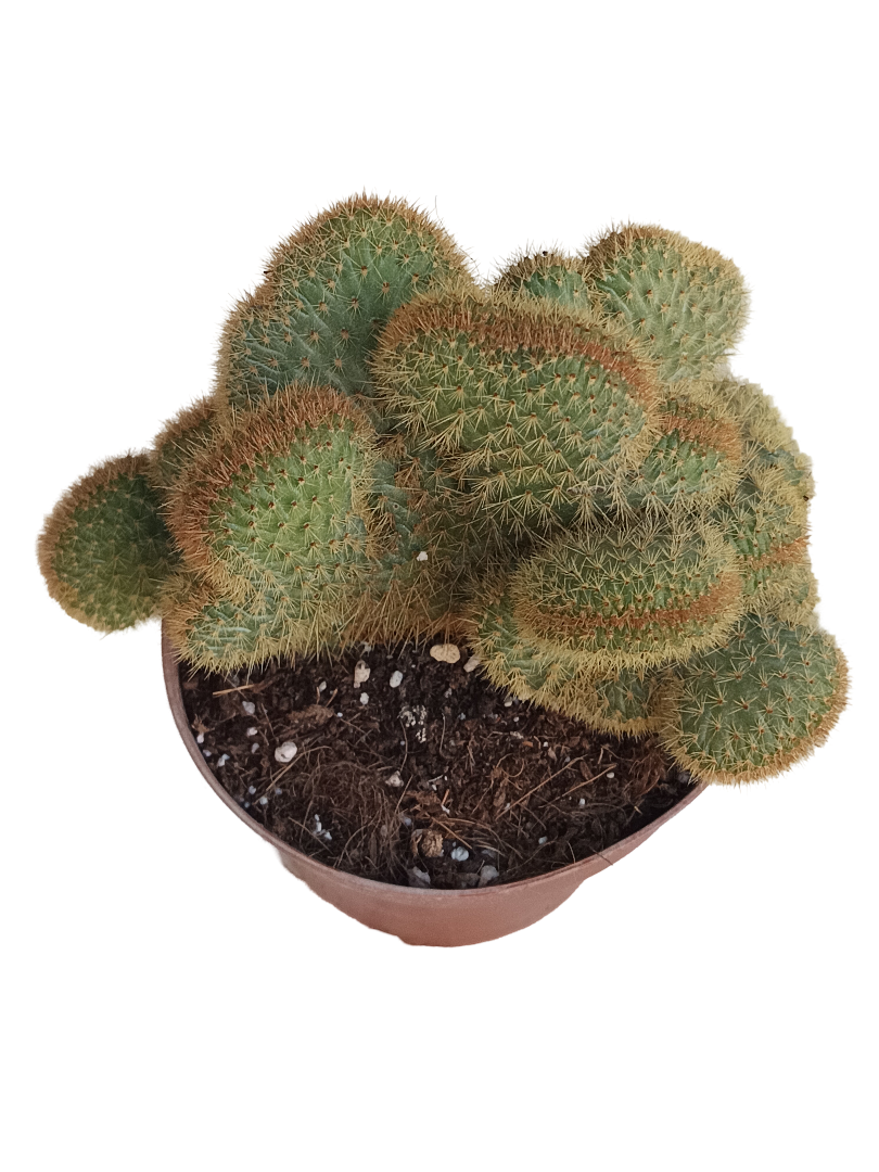 Hildewintera Aureispina Cactus De Sol Ø13 Cm