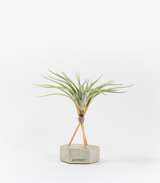 Planta De Aire Tillandsia Velickiana Con Hexágono De Hormigón Y Varillas De Madera_0