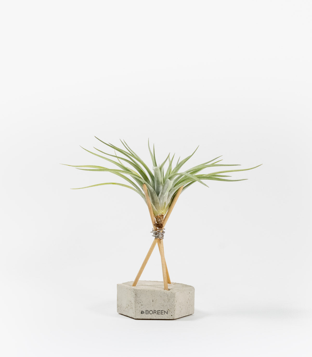 Planta De Aire Tillandsia Velickiana Con Hexágono De Hormigón Y Varillas De Madera_0