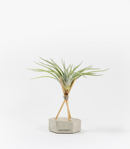 Planta De Aire Tillandsia Velickiana Con Hexágono De Hormigón Y Varillas De Madera_0