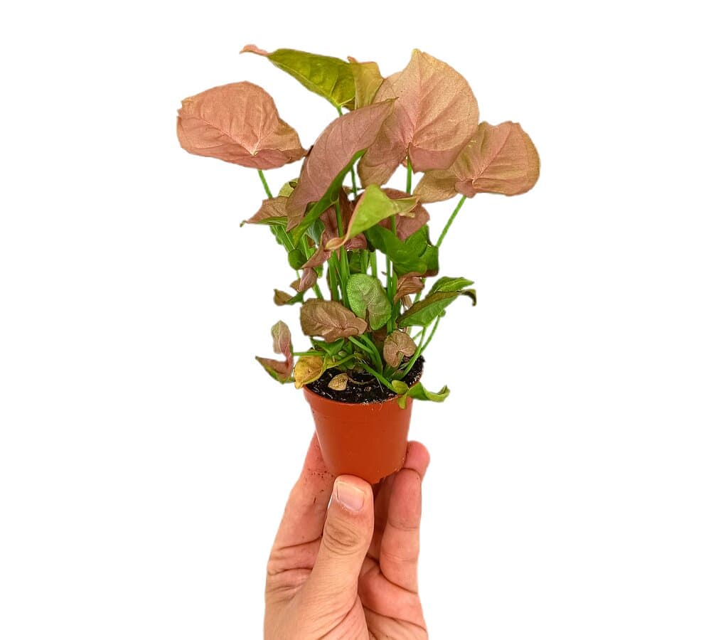 Syngonium Mini Red M5_0
