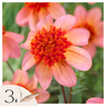 Tubérculos De Dalia - 3 Pzs - Dahlia 'totally Tangerine'