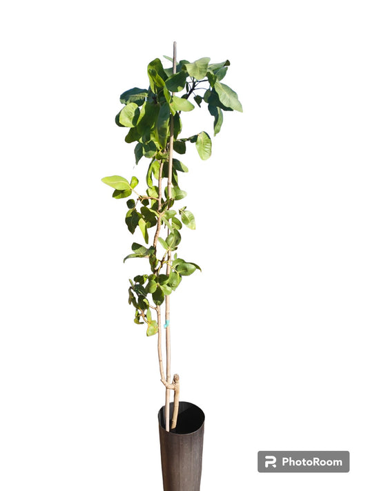 Trio De Plantas De Pistachos_0