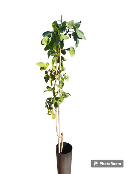 Pistacho Hembra Kerman (ucb) 60cm Maceta_0