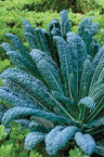 Semillas De Col Kale Nero Di Toscana Ecológicas Biodinámicas Demeter