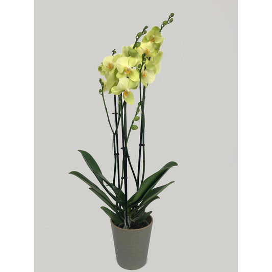 Orquidea Phalaenopsis Yara 2/3 Tallos M12 70cm_0